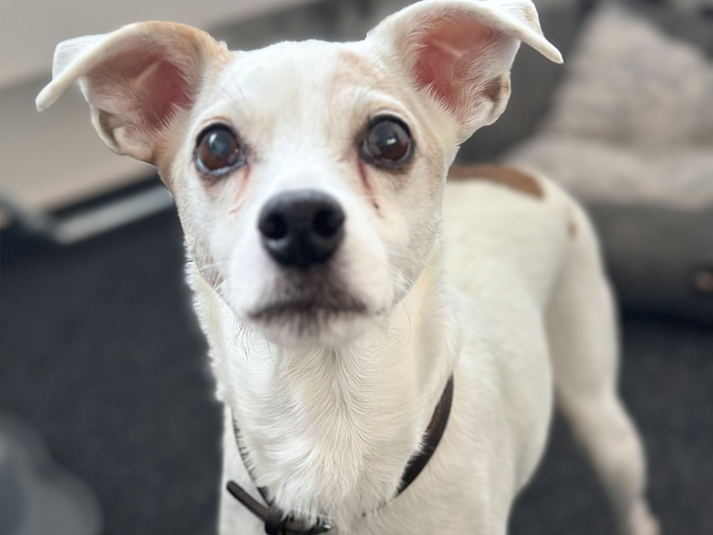 Merle, unser kleiner weißer Security-Hund mit braunen Flecken auf dem Rücken, trägt ein braunes Halsband und hat die Ohren interessiert nach oben gestellt. Sie schaut aufmerksam in die Umgebung. Im Hintergrund ist ihr graues Körbchen zu sehen, das eine gemütliche Ruhezone für sie darstellt.